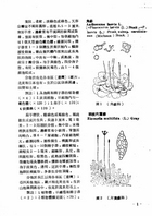 中國高等植物圖誌（農003）試閱-4