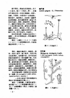 中國高等植物圖誌（農003）試閱-5