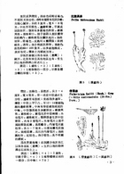 中國高等植物圖誌（農003）試閱-6