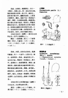 中國高等植物圖誌（農003）試閱-8