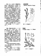 中國高等植物圖誌（農003）試閱-9