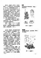 中國高等植物圖誌（農003）試閱-10