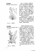 中國高等植物圖誌(二)（農004）試閱-7