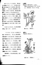 中國高等植物圖誌(二)（農004）試閱-8