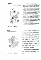 中國高等植物圖誌(二)（農004）試閱-9