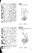 中國高等植物圖誌(二)（農004）試閱-10