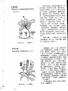 中國高等植物圖誌(三)（農005）試閱-5