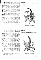 中國高等植物圖誌(三)（農005）試閱-6