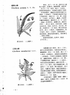 中國高等植物圖誌(三)（農005）試閱-7