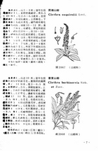 中國高等植物圖誌(三)（農005）試閱-8