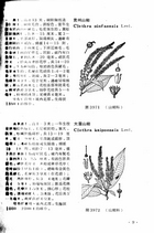 中國高等植物圖誌(三)（農005）試閱-10